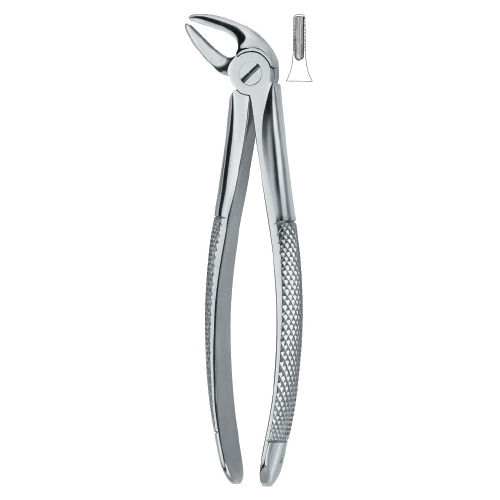 Lower Incisors and Canines 4